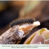 parnassius apollo larva1b